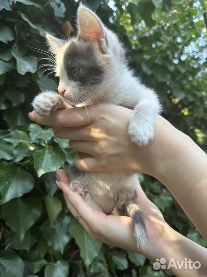 Кошка трехцветная