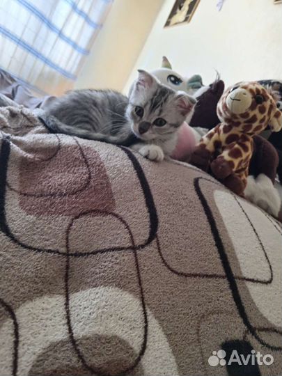 Отдам котенка