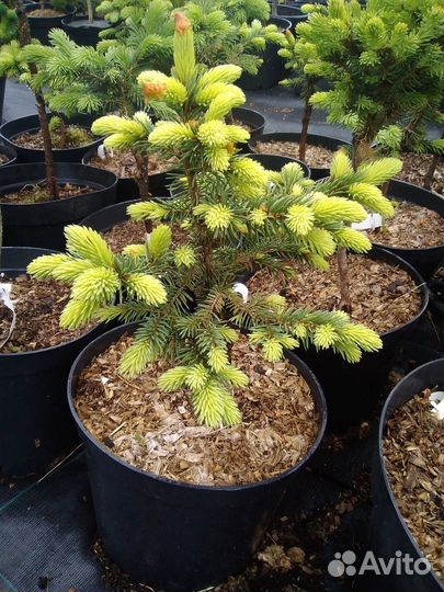 Ель колючая Вальдбрун