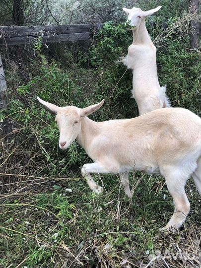 Козы молочные