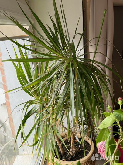 Пальма драцена
