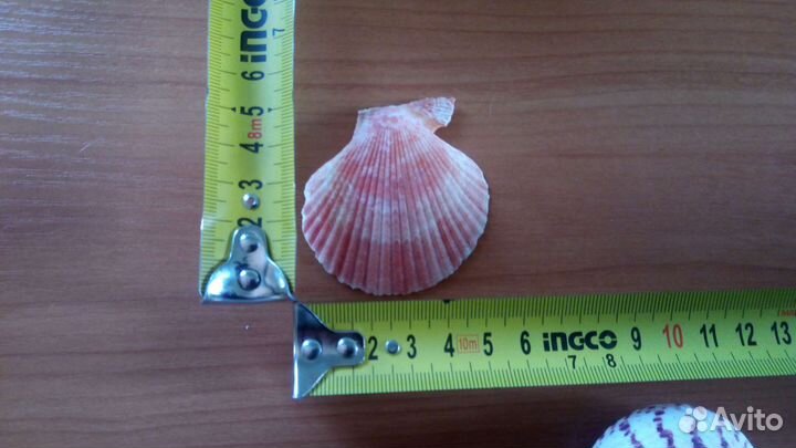 Морские ракушки раковины