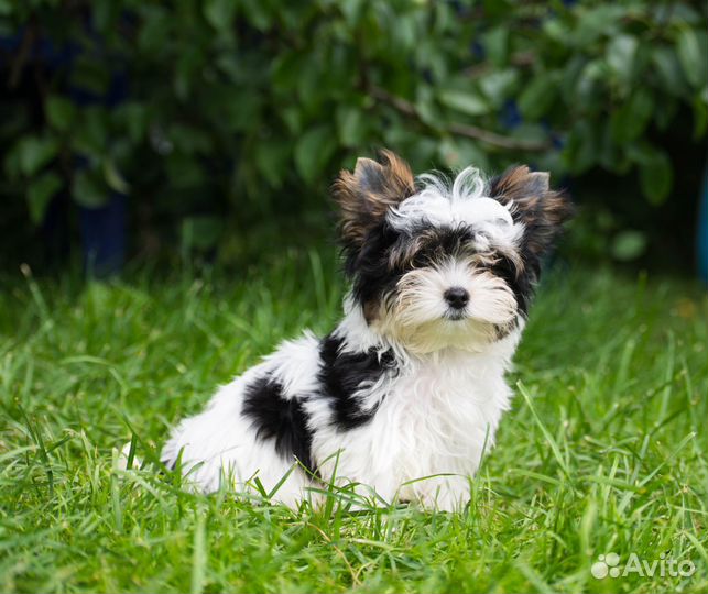 Бивер йорк мини