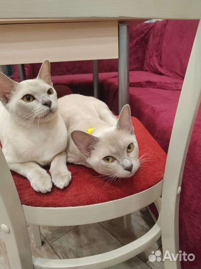 Бурма-детки клубные