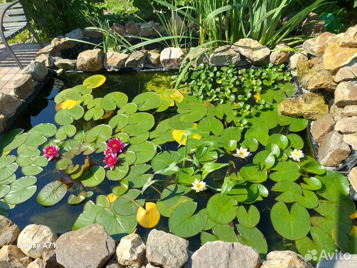 Камыш декоративный