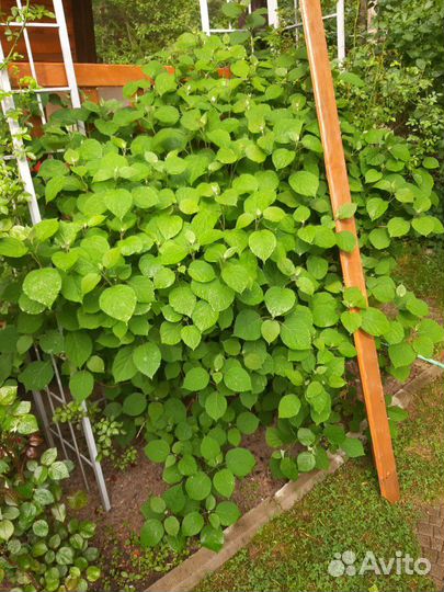 Гортензия белая шаровидная