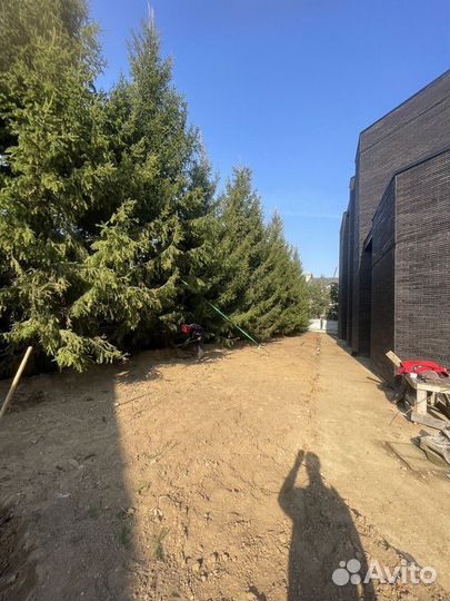 Ель обыкновенная, крупномер