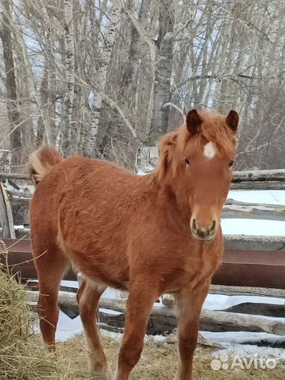 Продам жеребят