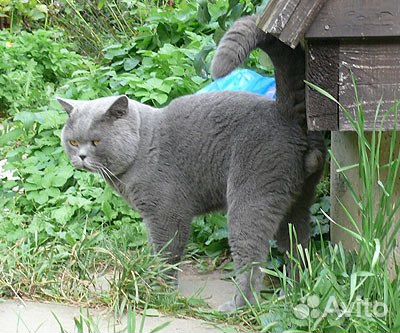 Британский кот вязка