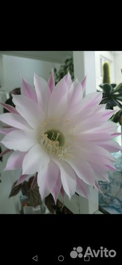 Кактусы и суккуленты