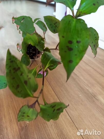 Редкие сорта традесканции