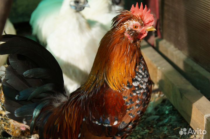 Семья Атайские бентамки 2+1