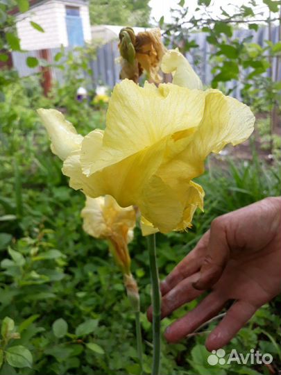 Ирисы сортовые, гибридные