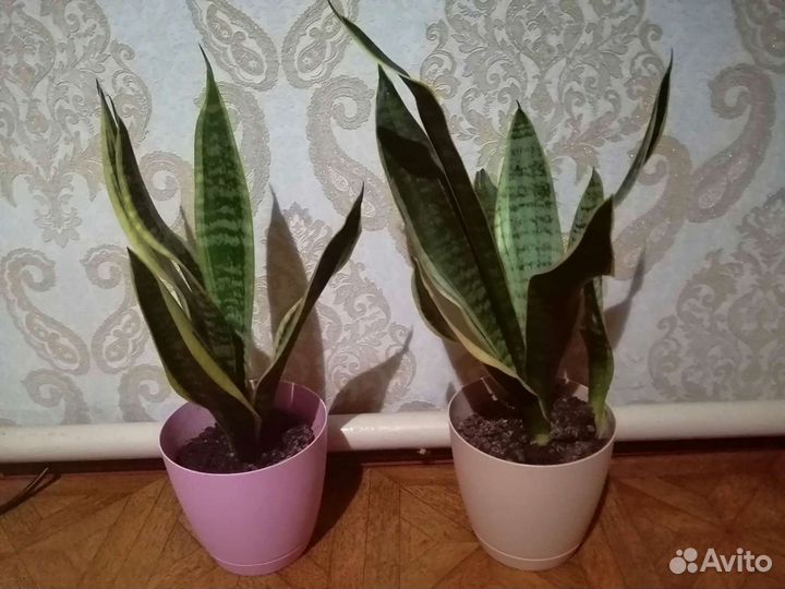 Сансевиерия Блэк Голд
