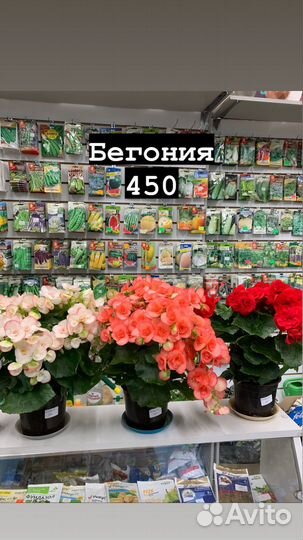 Комнатные растения