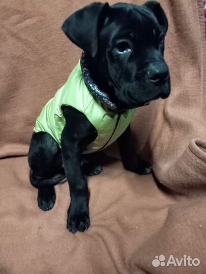 Щенки кане Корсо