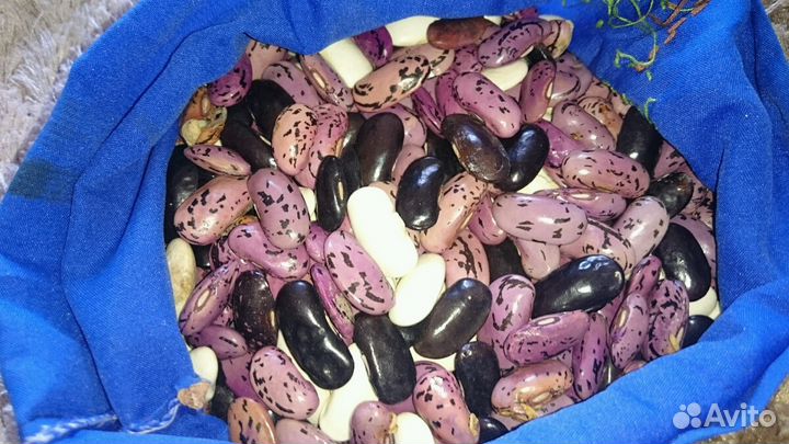 Вьюнки для живой изгороди семена