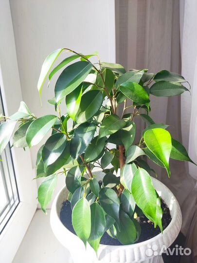 Фикус бенджамина