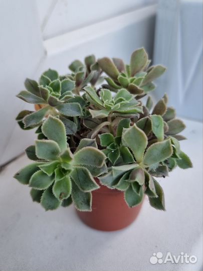 Суккуленты