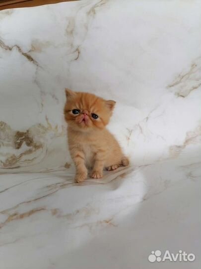 Экзотические котята