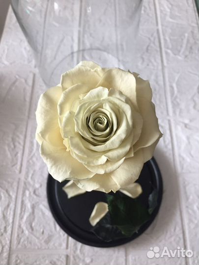 Подарок Роза стабилизированная