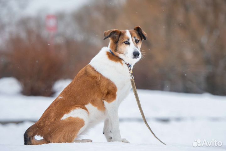 Барбара в поисках дома
