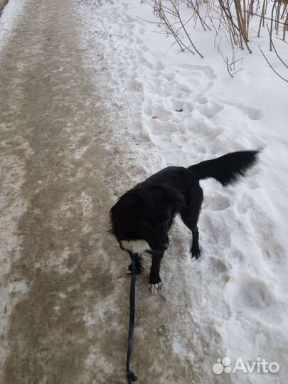 Собака в добрые руки отдам бесплатно