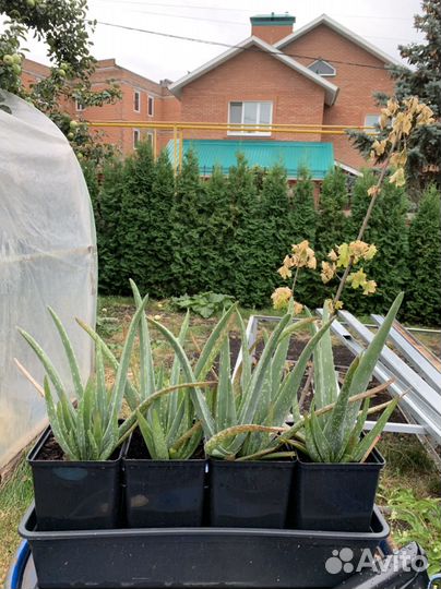 Алоэ вера растение