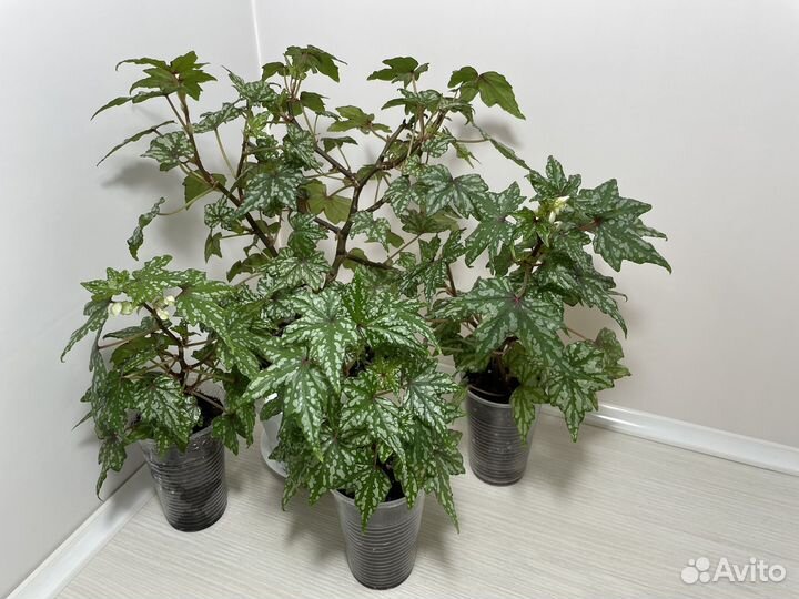 Бегония Дрега каудексная