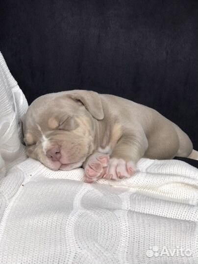 Американский булли