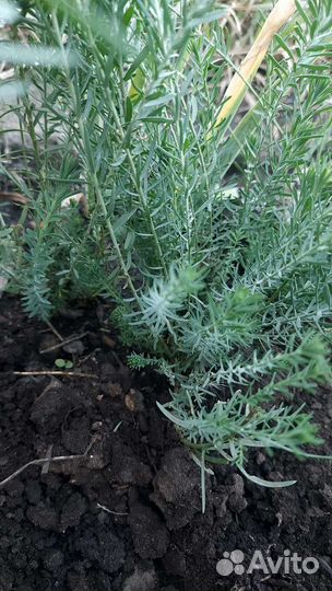 Многолетники