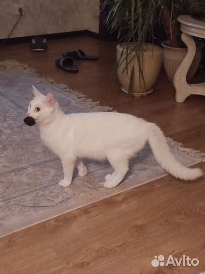 Кот мелок ищет дом