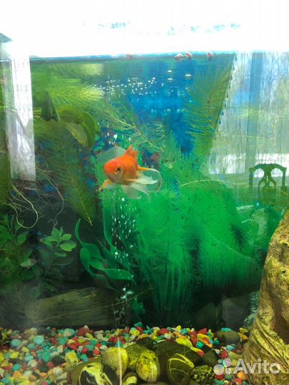 Аквариум