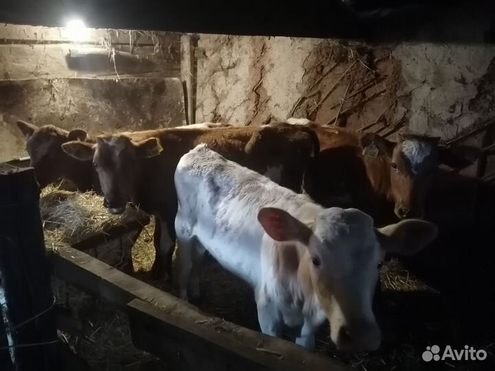 Бычки и быки