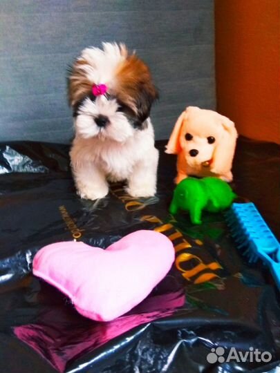 Славный Мини мальчик