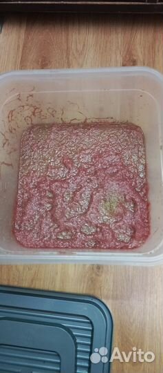 Трубочник изя. Живой корм для рыбок