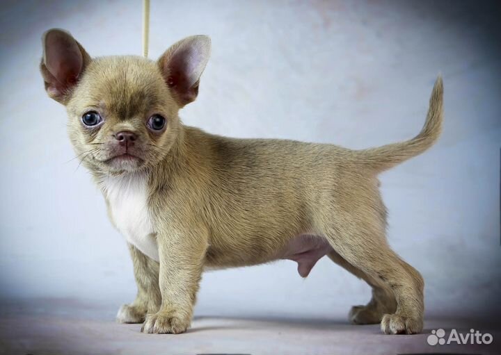 Чихуахуа мальчик
