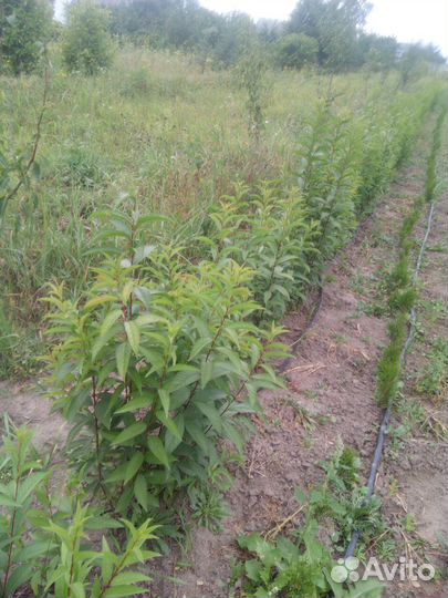 Декоративные кустарники