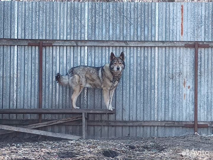 Отдам в добрые руки