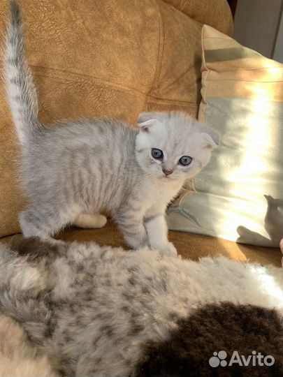 Шотландские котята