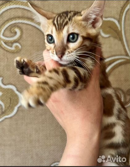 Бенгальские котята
