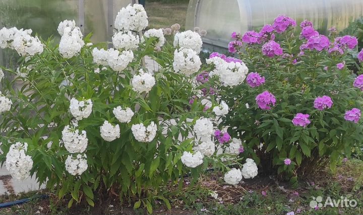 Садовые многолетние цветы