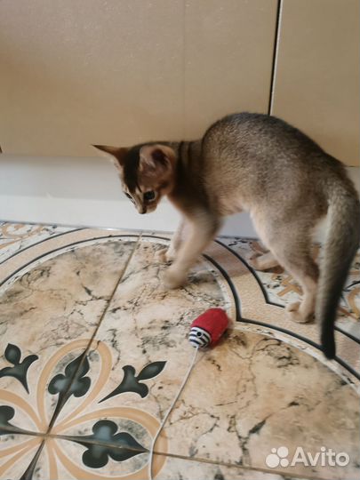 Абиссинская кошка