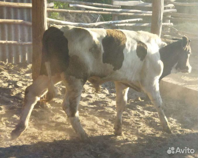 Бычки и быки