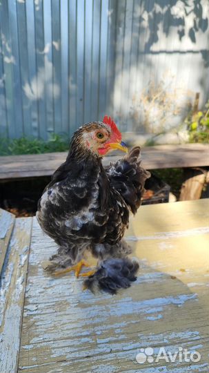 Карликовый кохинхин