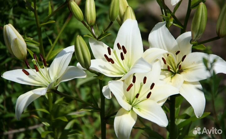 Лилии микс в горшке