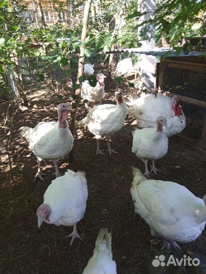 Мясо идейки домашнее