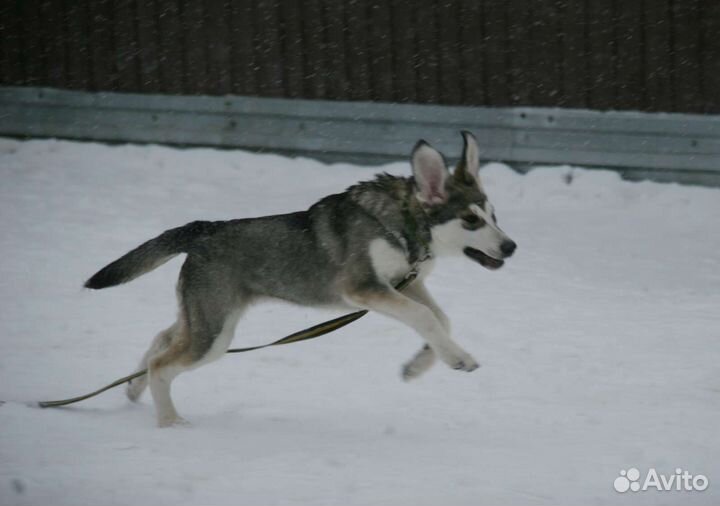 Щенки метисы бесплатно