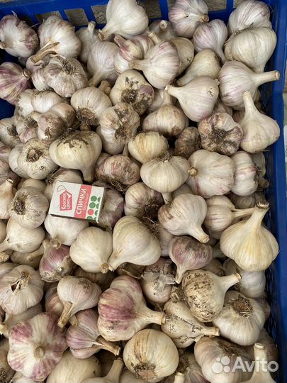 Чеснок крупный на посадку,хранение и еду