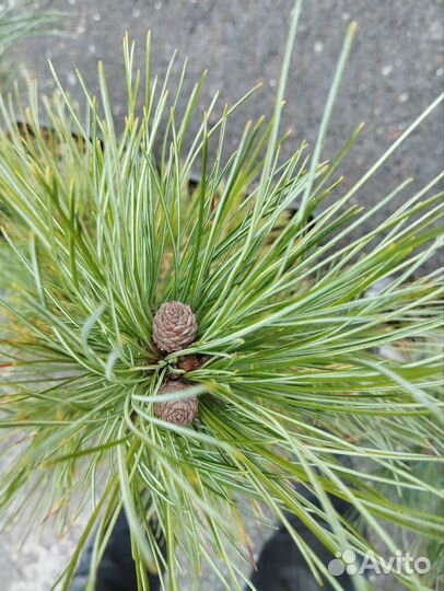 Кедр привитый, 3-6 лет